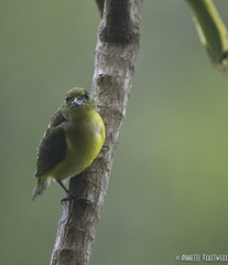Euphonia affinis