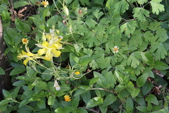 Aquilegia chrysantha