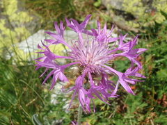 Psephellus vvedenskii