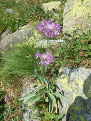 Psephellus vvedenskii