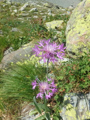 Psephellus vvedenskii