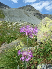 Psephellus vvedenskii