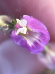 Astragalus calycosus