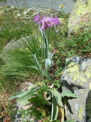 Psephellus vvedenskii