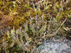 Cladonia macrophylla