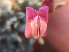 Astragalus calycosus