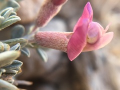 Astragalus calycosus