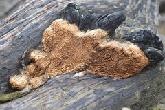 Subantrodia juniperina