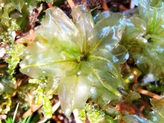 Mnium spinosum