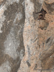 Corynorhinus mexicanus