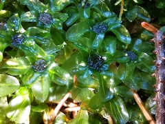 Mnium spinosum