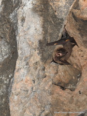 Corynorhinus mexicanus