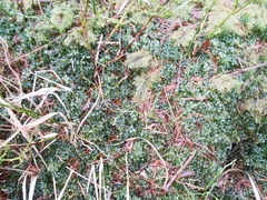Mnium spinosum