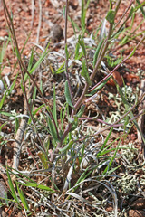 Boechera consanguinea