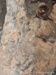 Corynorhinus mexicanus