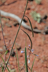 Boechera consanguinea
