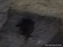 Corynorhinus mexicanus