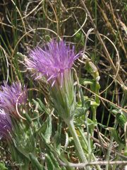 Jurinea humilis