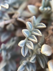 Astragalus calycosus