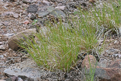 Carex geyeri