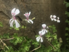 Pelargonium ranunculophyllum
