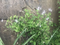 Pelargonium ranunculophyllum