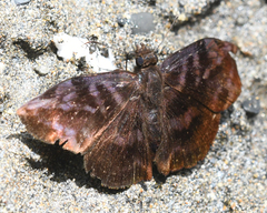 Ebrietas badia