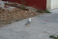 Larus