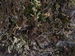 Cladonia macrophylla