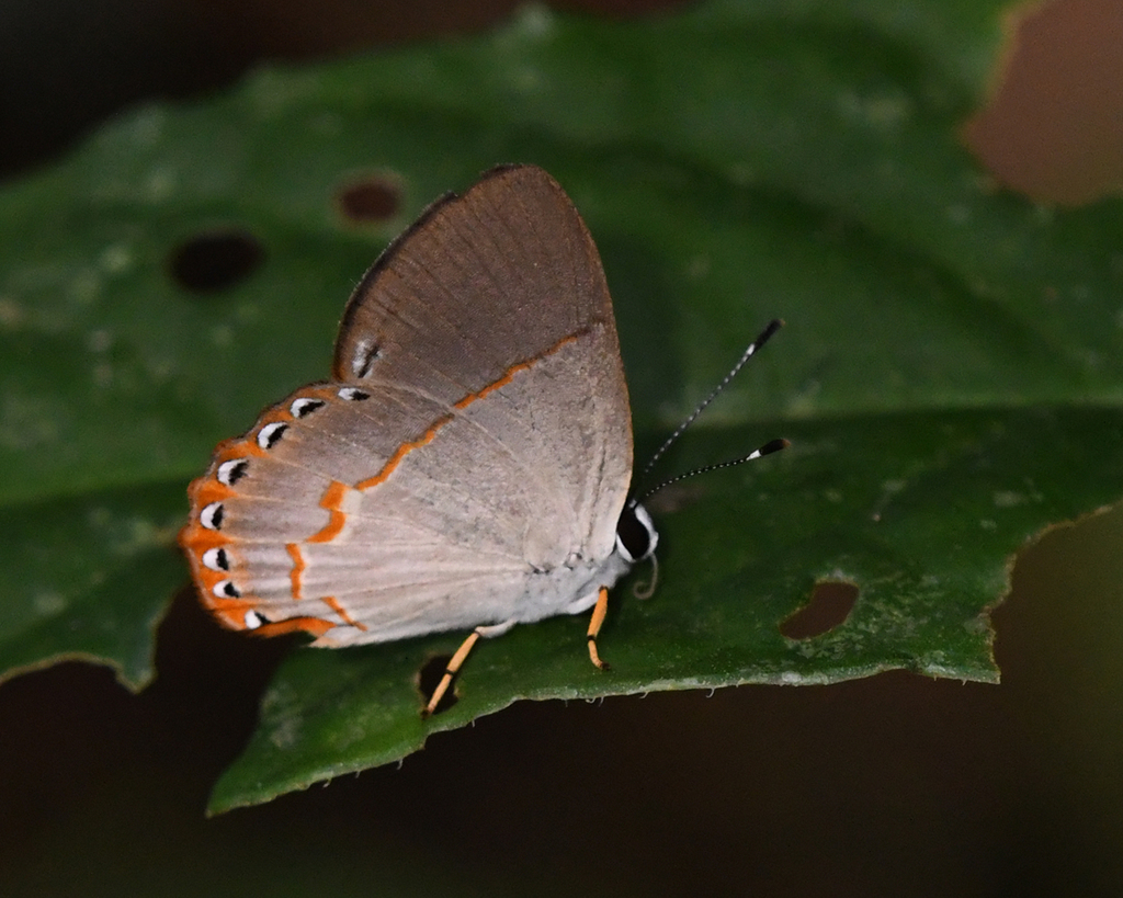 Euselasia ignitus
