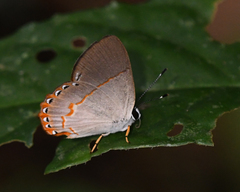 Euselasia ignitus