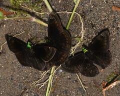 Gorgopas chlorocephala