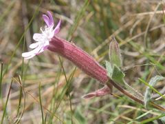 Silene acutifolia