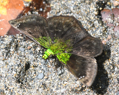 Gorgopas trochilus