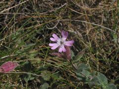 Silene acutifolia