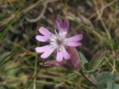 Silene acutifolia