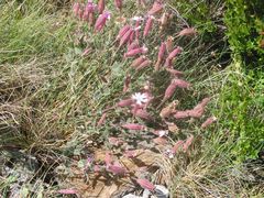 Silene acutifolia