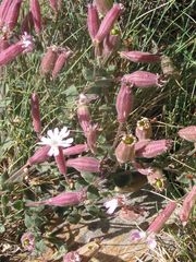 Silene acutifolia