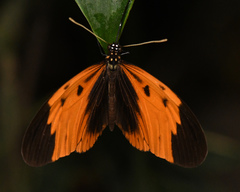 Heliconius numata