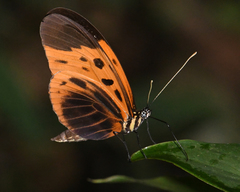 Heliconius numata