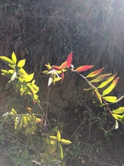 Forsythia viridissima