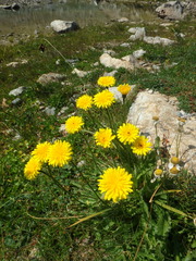 Leontodon caucasicus