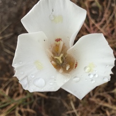Calochortus venustus