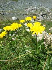 Leontodon caucasicus