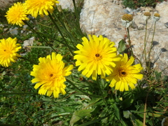 Leontodon caucasicus