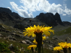 Leontodon caucasicus