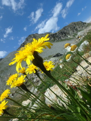 Leontodon caucasicus