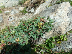 Sibbaldia parviflora