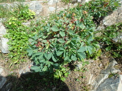 Sibbaldia parviflora