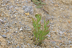 Comandra umbellata pallida